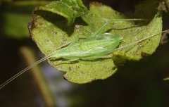 Oecanthus celerinictus