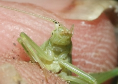 Oecanthus celerinictus