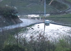 Hydropotes inermis argyropus