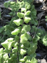 Adiantum chilense scabrum