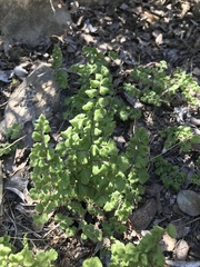 Adiantum chilense scabrum