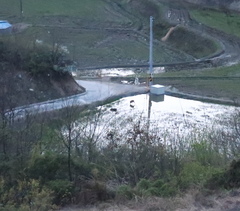 Hydropotes inermis argyropus