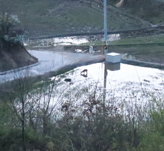 Hydropotes inermis argyropus