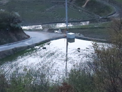 Hydropotes inermis argyropus