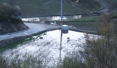 Hydropotes inermis argyropus