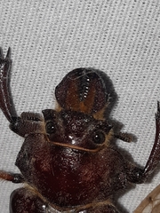 Sphaenognathus alticollis