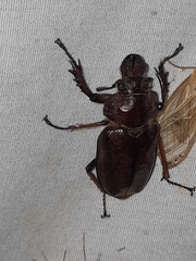 Sphaenognathus alticollis