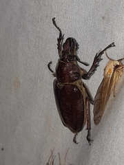 Sphaenognathus alticollis