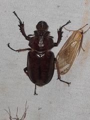 Sphaenognathus alticollis