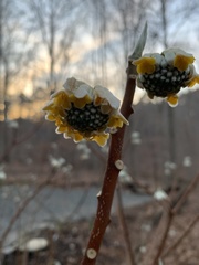 Edgeworthia