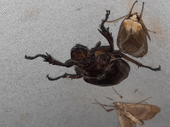 Sphaenognathus alticollis