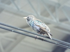Sturnus vulgaris