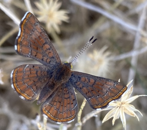 iNaturalist observation photo of Wright's Metalmark