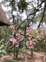Trichocentrum oerstedii
