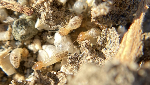 iNaturalist observation photo of Long-jawed Desert Termites