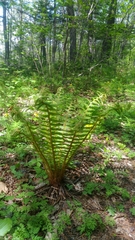 Dryopteris crassirhizoma