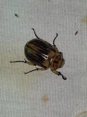 Ancognatha hyltonscottae