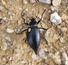 Eleodes spinipes ventricosus