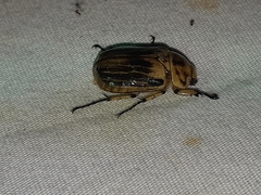 Ancognatha hyltonscottae