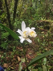 Sobralia fimbriata