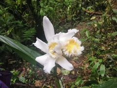 Sobralia fimbriata