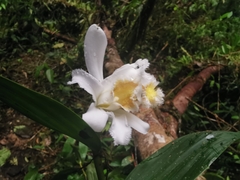 Sobralia fimbriata