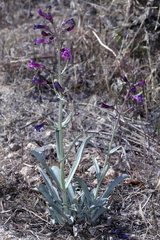 Penstemon patens