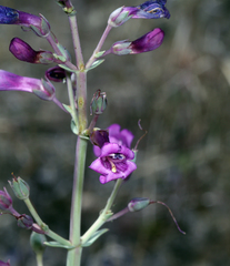 Penstemon patens