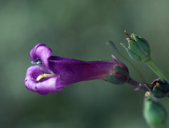 Penstemon patens