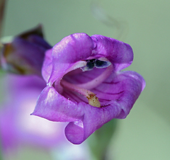 Penstemon patens