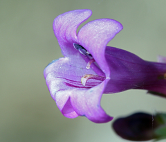 Penstemon patens