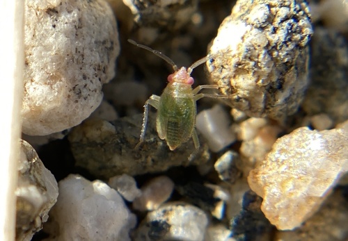 iNaturalist observation photo of True Bugs