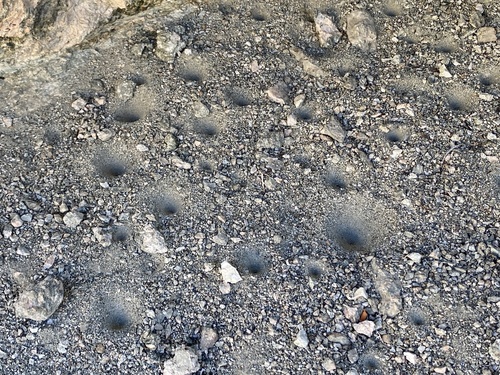 iNaturalist observation photo of Pit-trapping Antlions