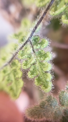 Myriopteris cooperae