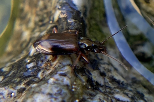 iNaturalist observation photo of Bembidion