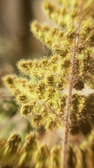 Myriopteris cooperae