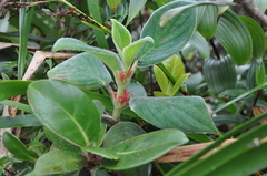 Rufodorsia