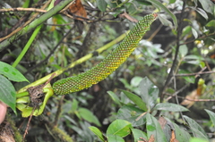 Anthurium ranchoanum