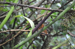Anthurium ranchoanum