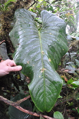 Anthurium ranchoanum