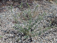 Cryptantha muricata denticulata