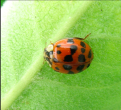 Harmonia axyridis