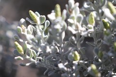 Cratystylis conocephala