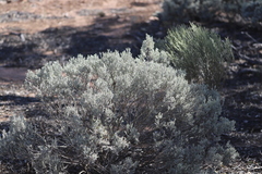 Cratystylis conocephala