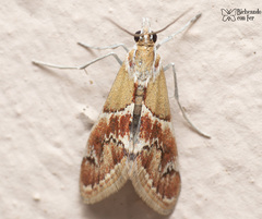 Noctueliopsis