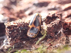 Ischyrus dunedinensis