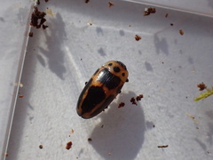 Ischyrus dunedinensis