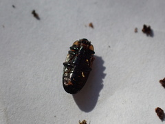 Ischyrus dunedinensis