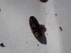 Ischyrus dunedinensis