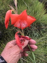 Gladiolus saundersii